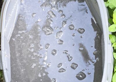 Bucket of water flushed from a clogged AC condensate drain line in Boynton Beach